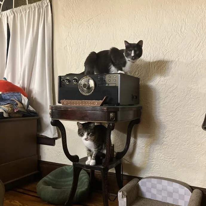 Patricia's Furry Fiesta Cat Sitting