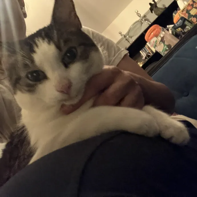 Patricia's Furry Fiesta Cat Sitting