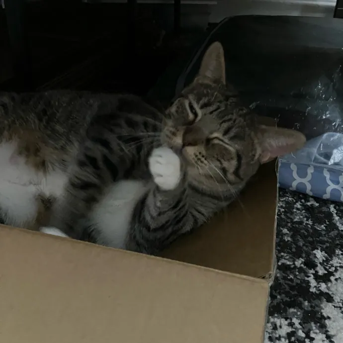 Patricia's Furry Fiesta Cat Sitting