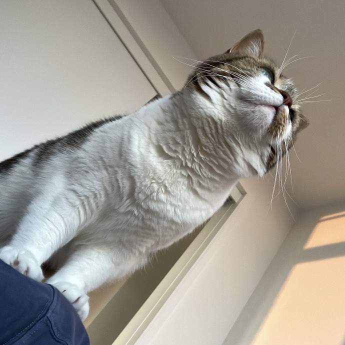 Patricia's Furry Fiesta Cat Sitting