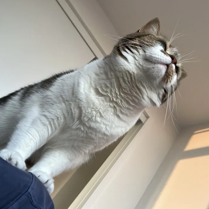 Patricia's Furry Fiesta Cat Sitting