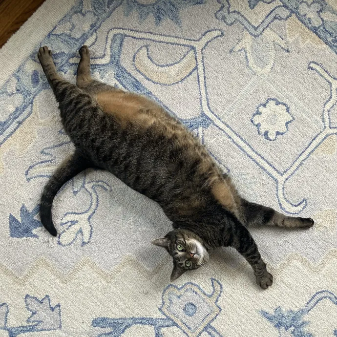 Patricia's Furry Fiesta Cat Sitting