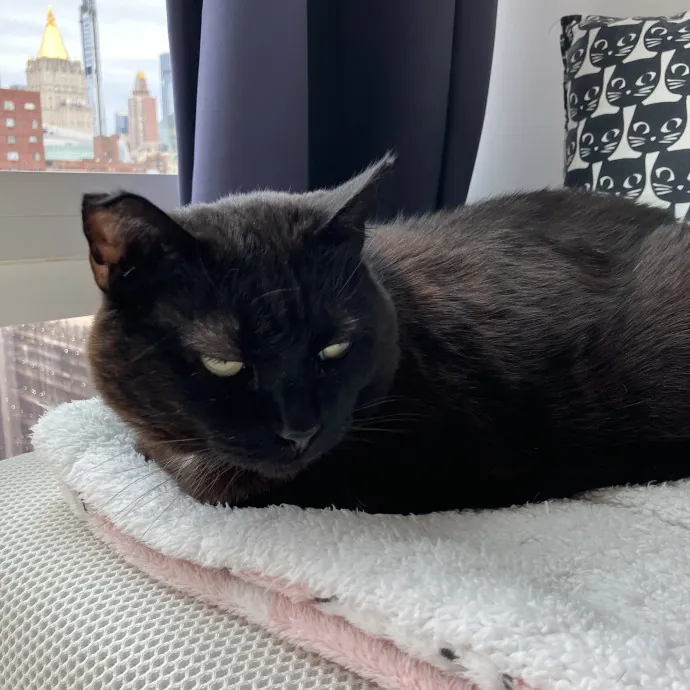 Patricia's Furry Fiesta Cat Sitting