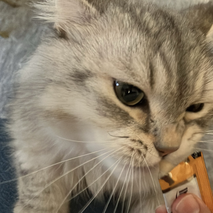 Patricia's Furry Fiesta Cat Sitting