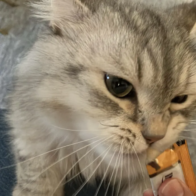 Patricia's Furry Fiesta Cat Sitting