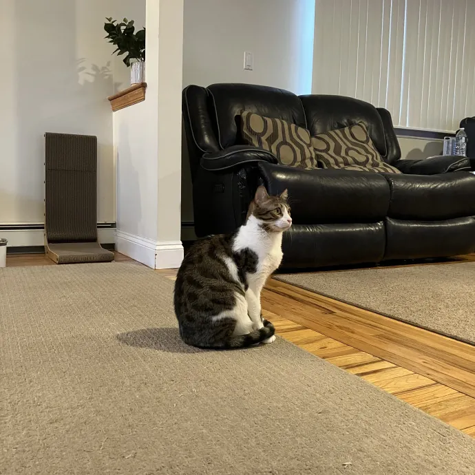 Patricia's Furry Fiesta Cat Sitting