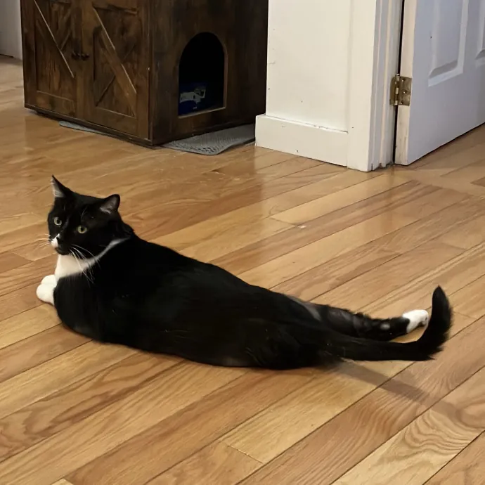 Patricia's Furry Fiesta Cat Sitting