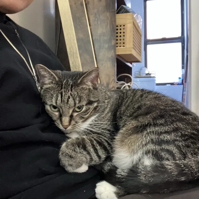 Patricia's Furry Fiesta Cat Sitting