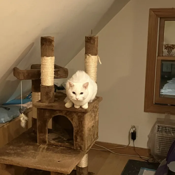 Patricia's Furry Fiesta Cat Sitting