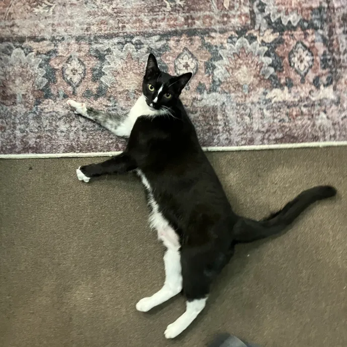 Patricia's Furry Fiesta Cat Sitting