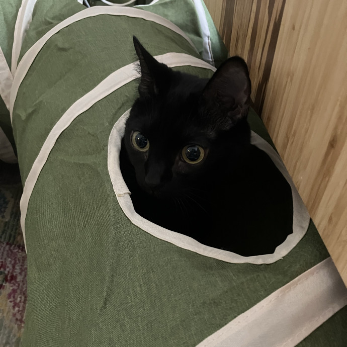 Patricia's Furry Fiesta Cat Sitting