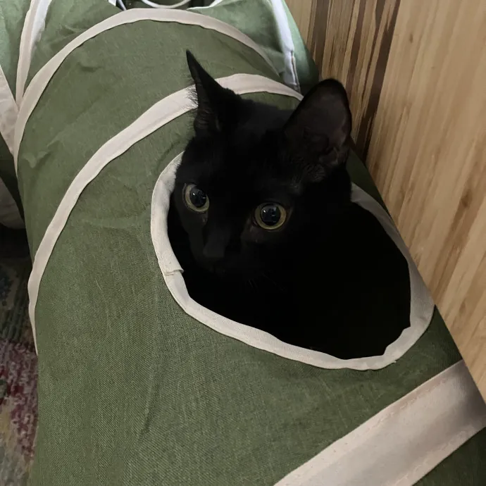 Patricia's Furry Fiesta Cat Sitting