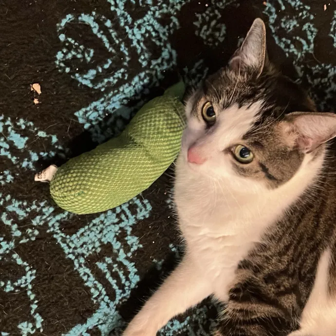 Patricia's Furry Fiesta Cat Sitting