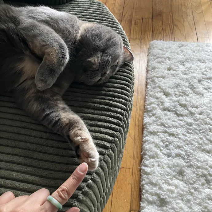 Patricia's Furry Fiesta Cat Sitting