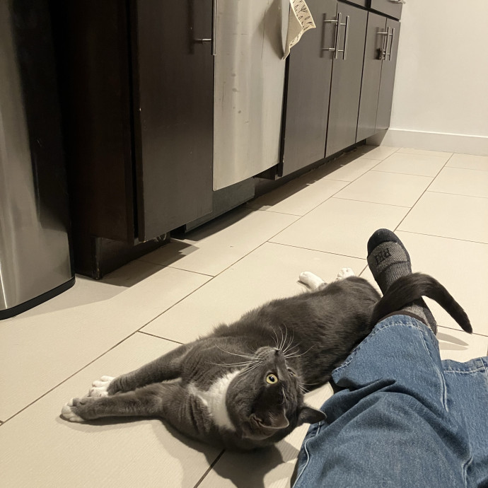 Patricia's Furry Fiesta Cat Sitting