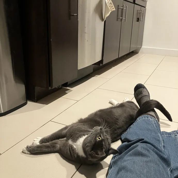 Patricia's Furry Fiesta Cat Sitting