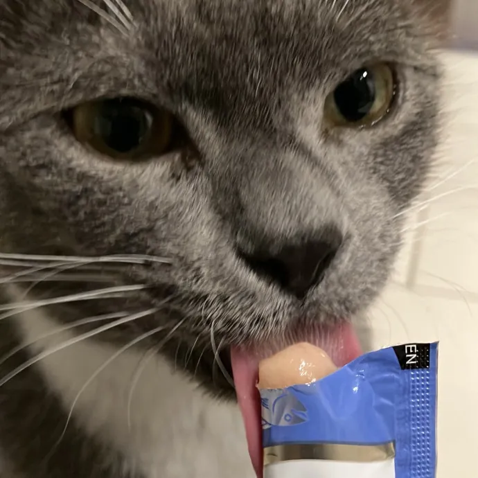 Patricia's Furry Fiesta Cat Sitting