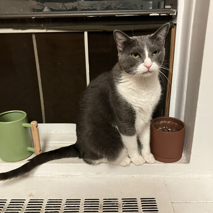 Patricia's Furry Fiesta Cat Sitting