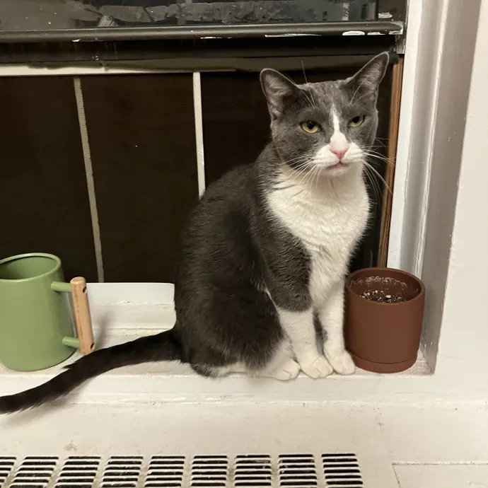 Patricia's Furry Fiesta Cat Sitting