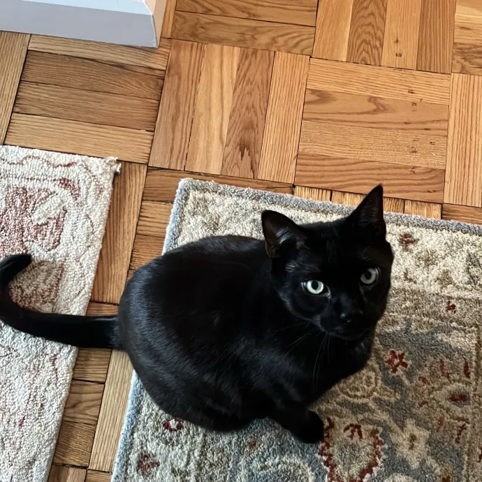 Patricia's Furry Fiesta Cat Sitting