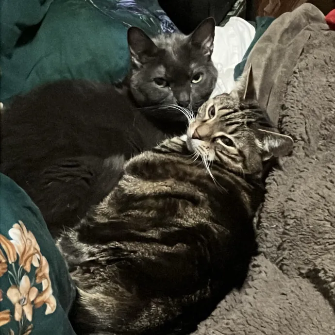 Patricia's Furry Fiesta Cat Sitting