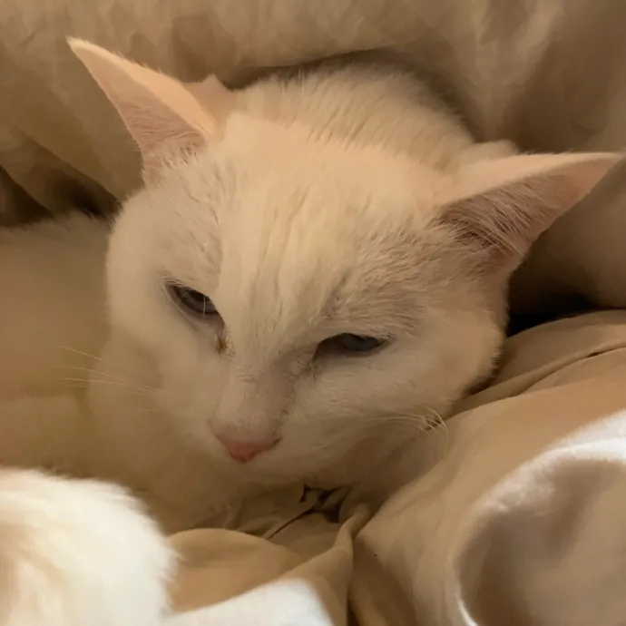 Patricia's Furry Fiesta Cat Sitting