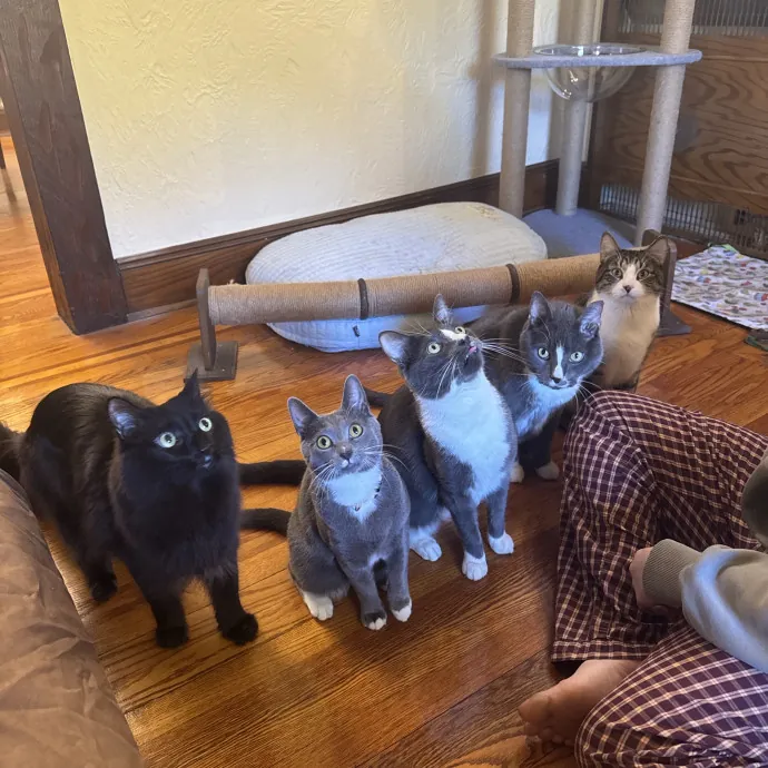 Patricia's Furry Fiesta Cat Sitting