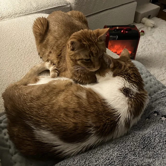 Patricia's Furry Fiesta Cat Sitting