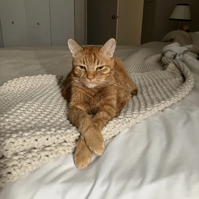 Patricia's Furry Fiesta Cat Sitting