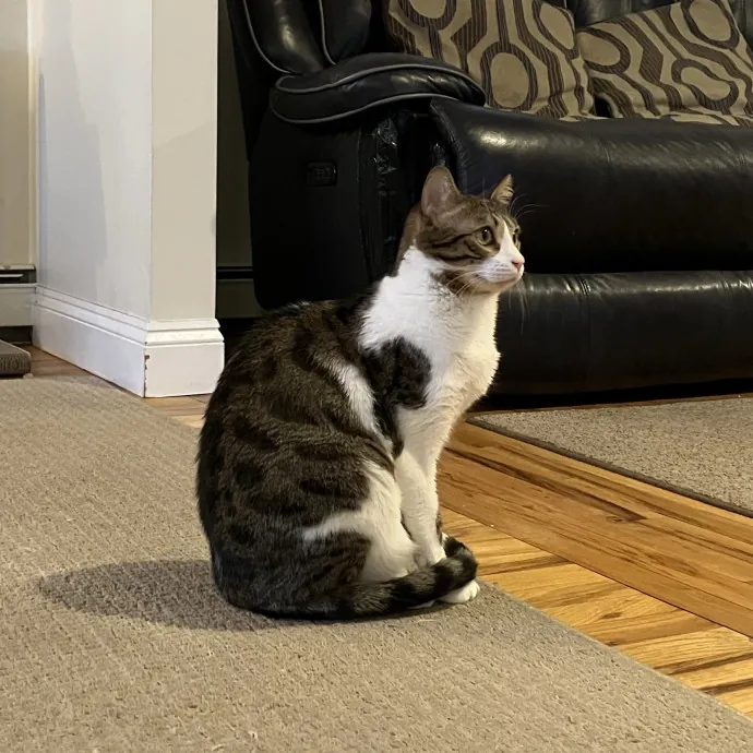 Patricia's Furry Fiesta Cat Sitting