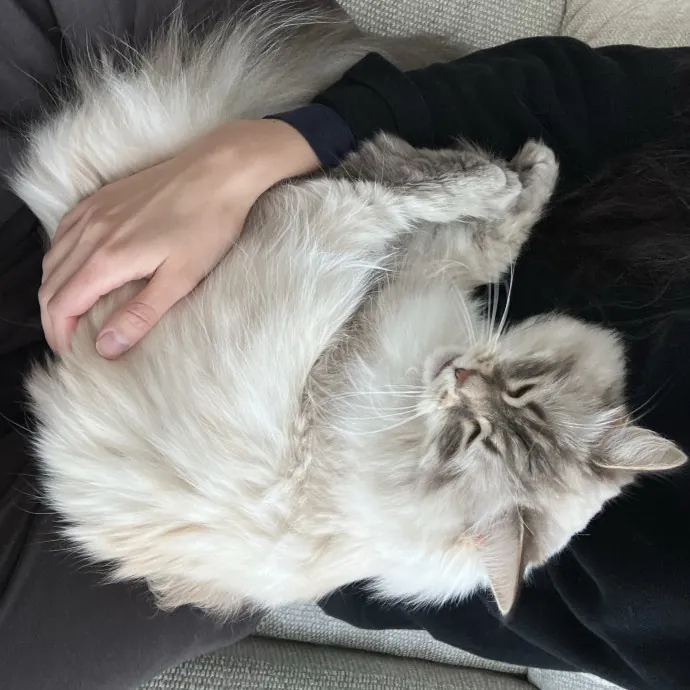 Patricia's Furry Fiesta Cat Sitting