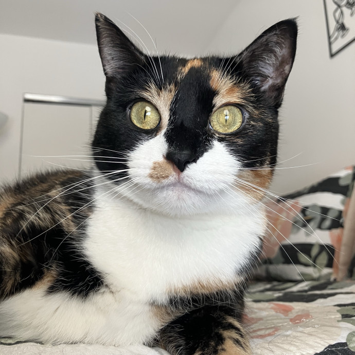 Patricia's Furry Fiesta Cat Sitting