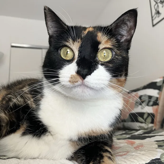 Patricia's Furry Fiesta Cat Sitting