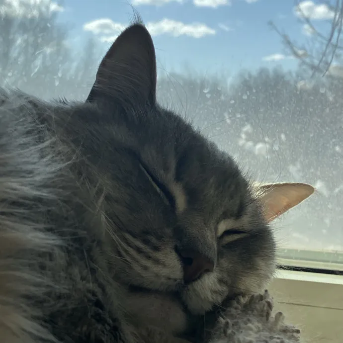 Patricia's Furry Fiesta Cat Sitting