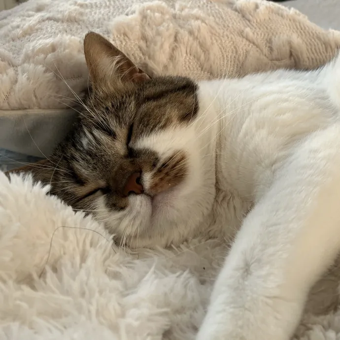 Patricia's Furry Fiesta Cat Sitting