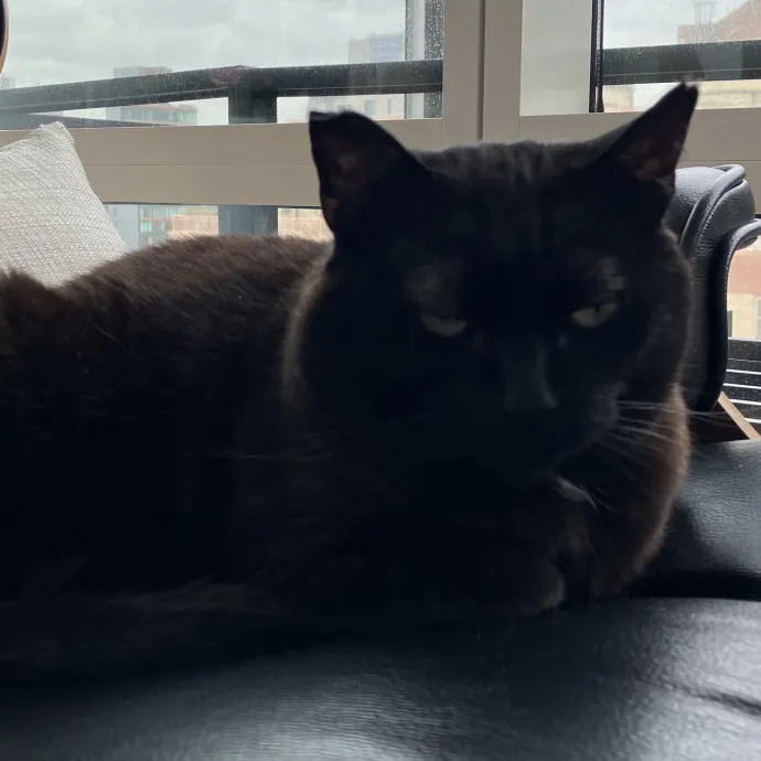 Patricia's Furry Fiesta Cat Sitting