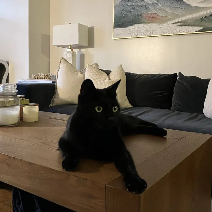 Patricia's Furry Fiesta Cat Sitting