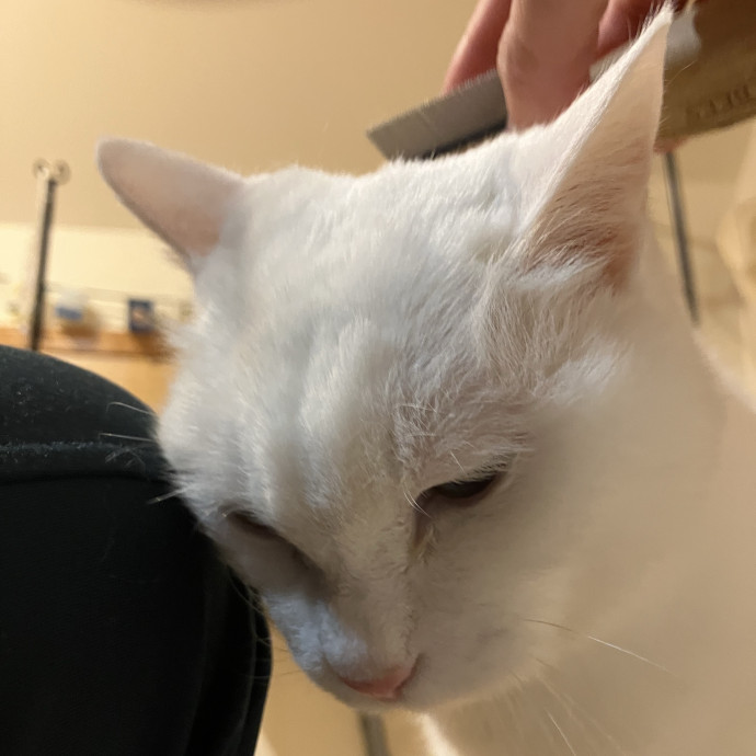 Patricia's Furry Fiesta Cat Sitting