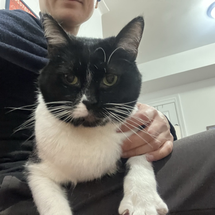 Patricia's Furry Fiesta Cat Sitting