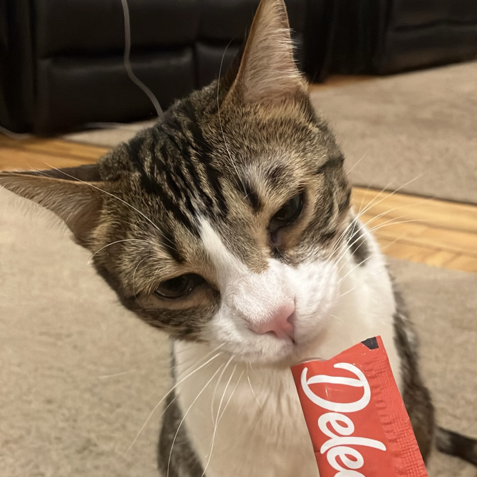 Patricia's Furry Fiesta Cat Sitting