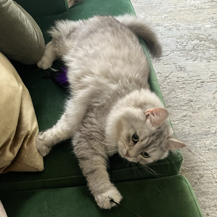 Patricia's Furry Fiesta Cat Sitting