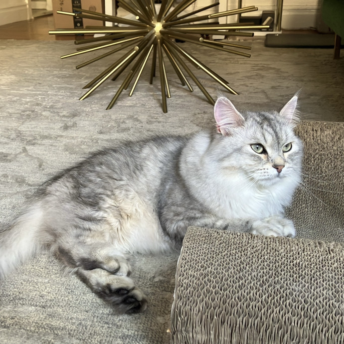 Patricia's Furry Fiesta Cat Sitting