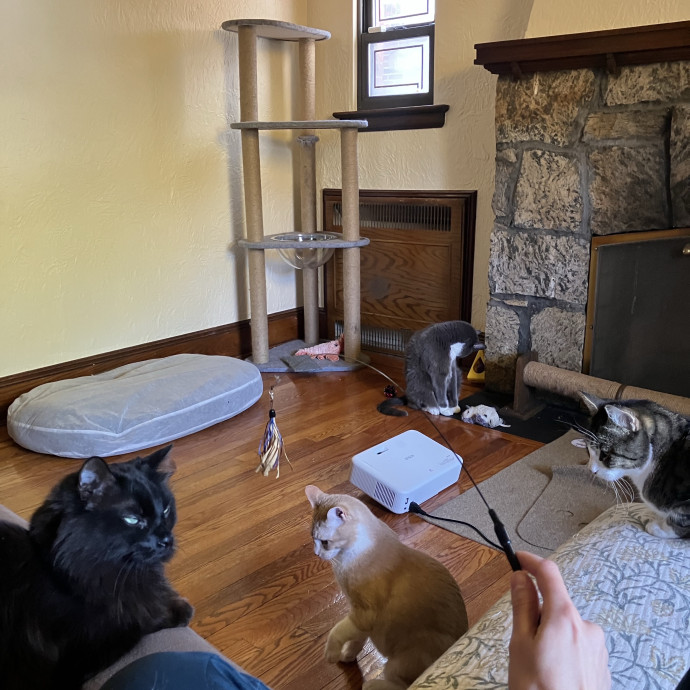 Patricia's Furry Fiesta Cat Sitting