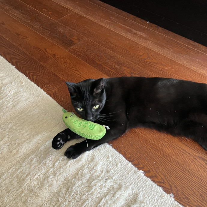 Patricia's Furry Fiesta Cat Sitting