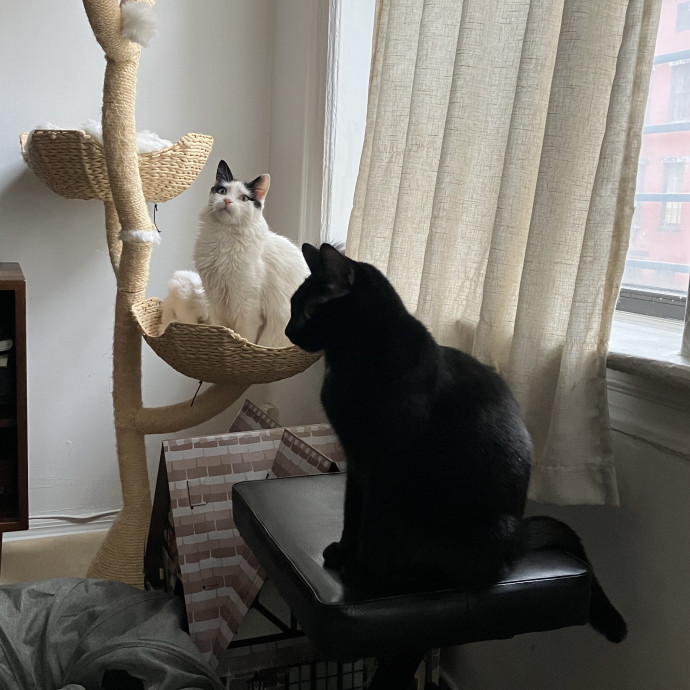 Patricia's Furry Fiesta Cat Sitting