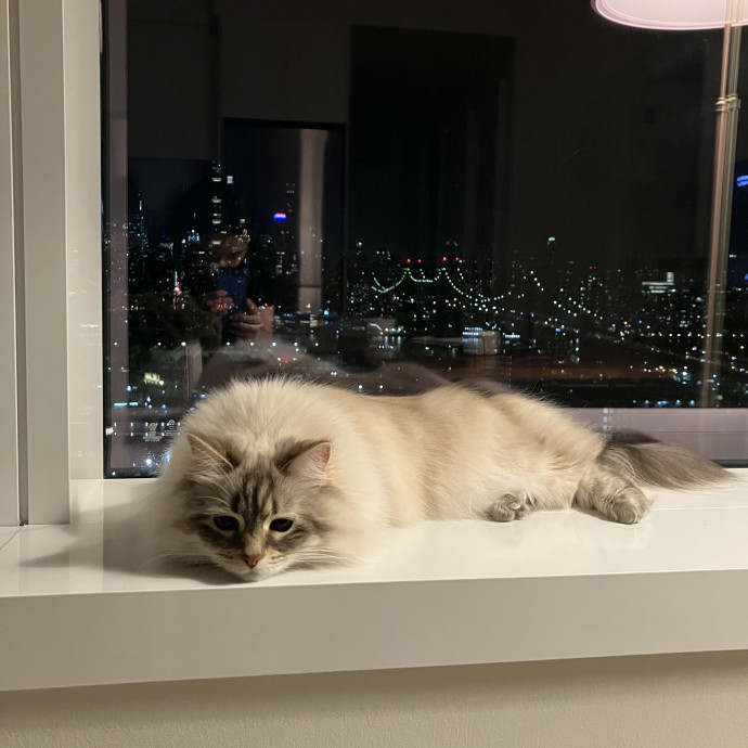 Patricia's Furry Fiesta Cat Sitting