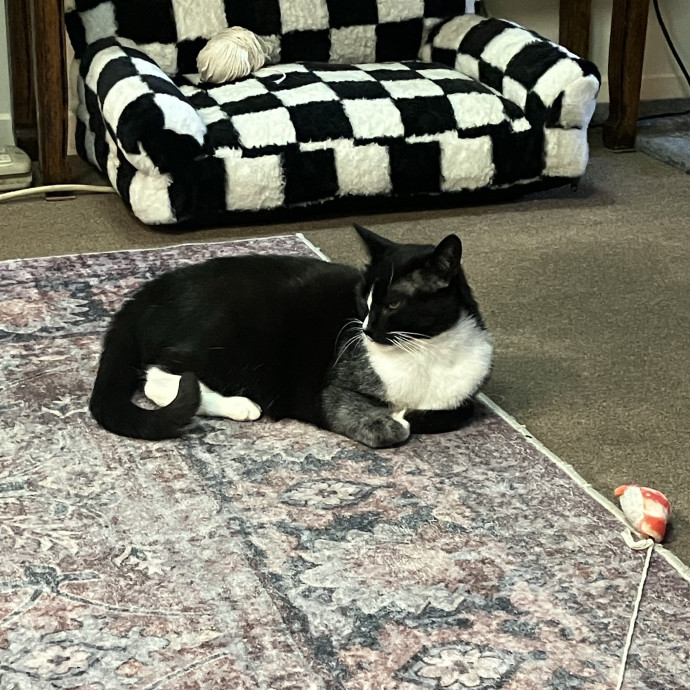 Patricia's Furry Fiesta Cat Sitting