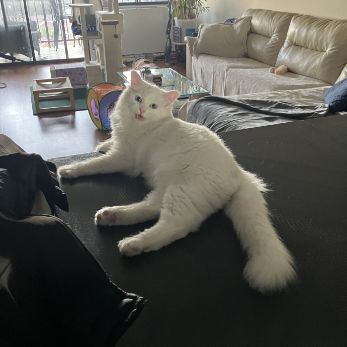 Patricia's Furry Fiesta Cat Sitting