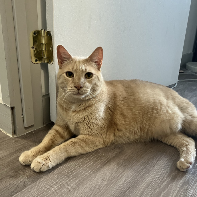 Patricia's Furry Fiesta Cat Sitting