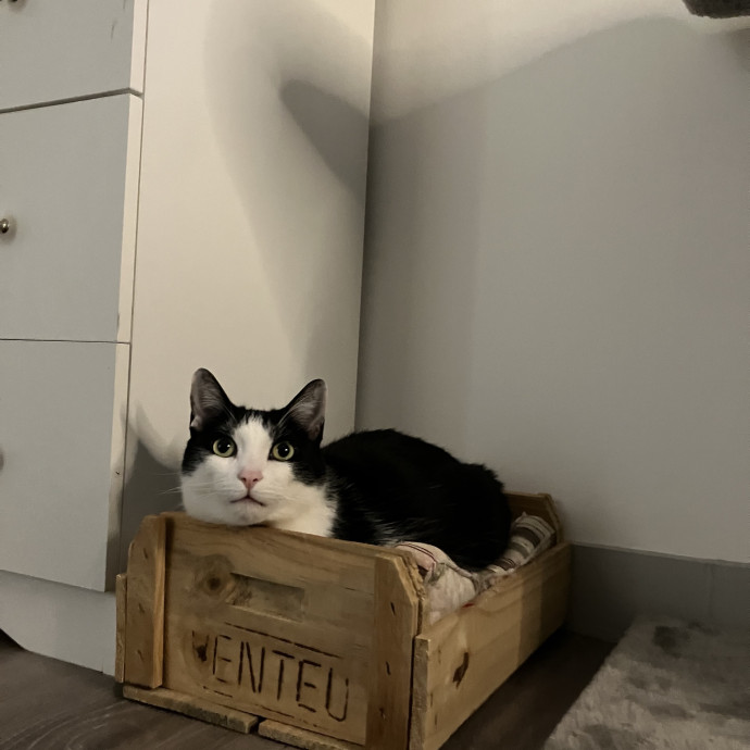 Patricia's Furry Fiesta Cat Sitting